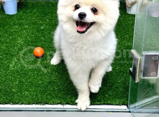1 Yaşında Teddy Bear Pomerian Yavrularımız Dişi Ve Erkek görsel