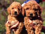 TOY POODLE SEVİMLİ YAVRULARIM