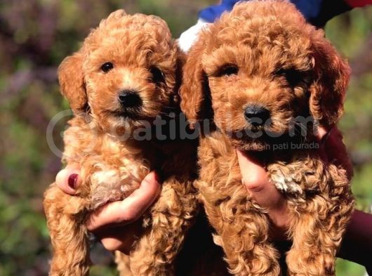 Toy Poodle Sevi̇mli̇ Yavrularim