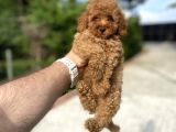 Bi̇r Çok Seçenek İle Poodle Bebekleri̇mi̇z