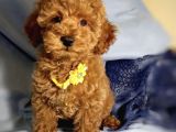 Red Brown Poodle Yavrularımız Dişi Ve Erkek