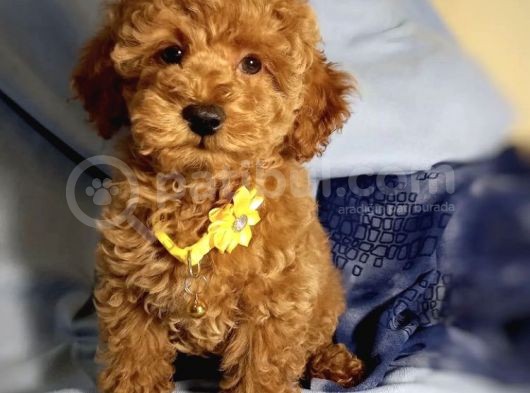 Red Brown Poodle Yavrularımız Dişi Ve Erkek görsel