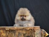 ORJİNAL POMERANİAN YAVRUMUZ