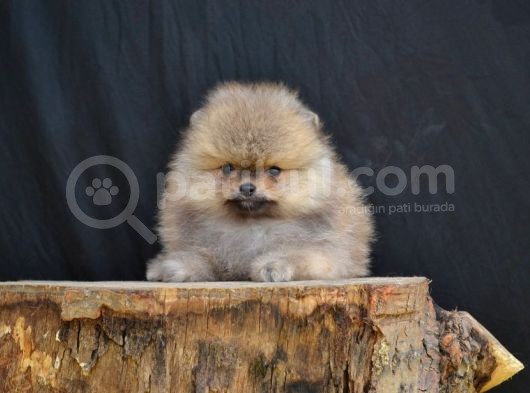 Orji̇nal Pomerani̇an Yavrumuz