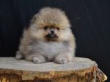Orji̇nal Pomerani̇an Yavrumuz