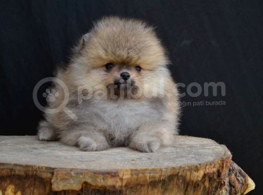 Orji̇nal Pomerani̇an Yavrumuz görsel
