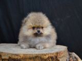 Orji̇nal Pomerani̇an Yavrumuz