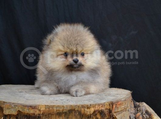 Orji̇nal Pomerani̇an Yavrumuz görsel