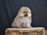 Orji̇nal Pomerani̇an Yavrumuz
