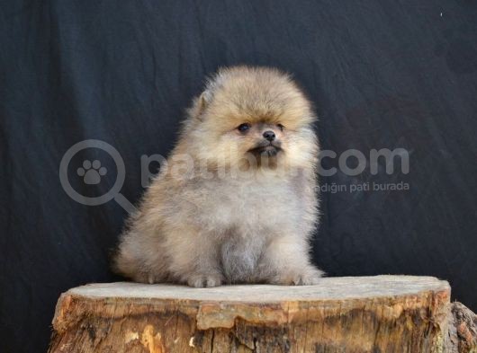 Orji̇nal Pomerani̇an Yavrumuz görsel