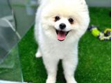 1 Yaşında Teddy Bear Pomerian Yavrularımız Dişi Ve Erkek
