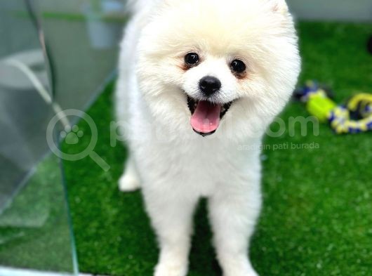 1 Yaşında Teddy Bear Pomerian Yavrularımız Dişi Ve Erkek görsel