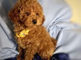 Red Brown Poodle Yavrularımız Dişi Ve Erkek