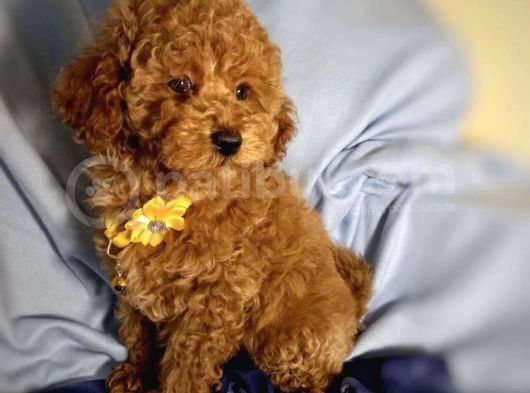 Red Brown Poodle Yavrularımız Dişi Ve Erkek görsel