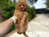 BİR ÇOK SEÇENEK İLE POODLE BEBEKLERİMİZ