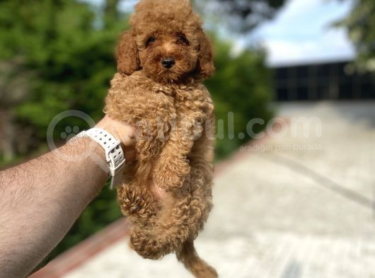 Bi̇r Çok Seçenek İle Poodle Bebekleri̇mi̇z