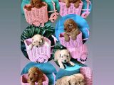 Erkek Ve Dişi Toy Poodle Yavruları