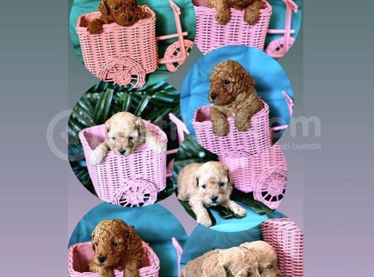 Erkek Ve Dişi Toy Poodle Yavruları görsel