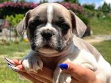 Pied Boy French Bulldog