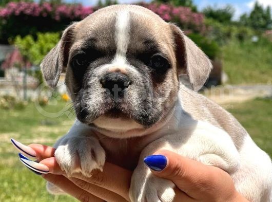 Pied Boy French Bulldog görsel