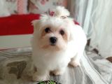 KORE MALTESE 6 AYLIK KIZIMIZ