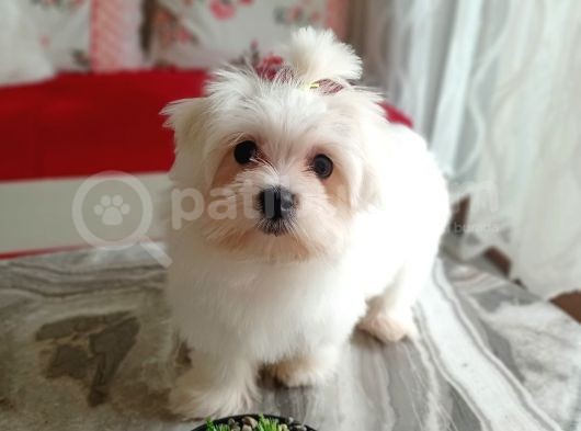 Kore Maltese 6 Aylik Kizimiz