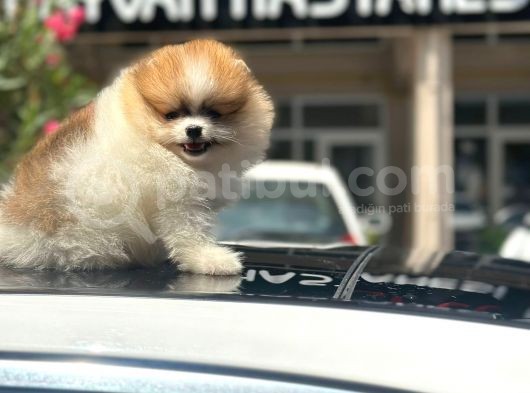 Güzel Renkli Boo görsel