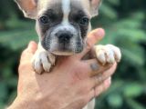 Pied Boy French Bulldog