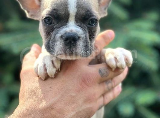 Pied Boy French Bulldog görsel