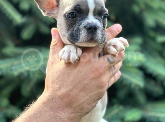 Pied Boy French Bulldog