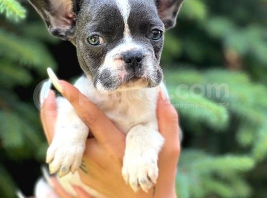 Pied Baby French Bulldog görsel