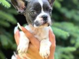 Pied Baby French Bulldog