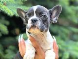 Pied Baby French Bulldog