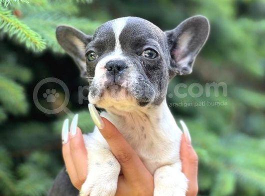 Pied Baby French Bulldog görsel