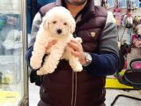 MALTESSE TERRİER  