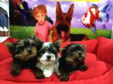 Yorkshi̇re Terri̇er Bebekler Vonalp Pet Torium Guvencesi̇yle