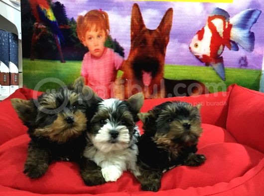 Yorkshi̇re Terri̇er Bebekler Vonalp Pet Torium Guvencesi̇yle görsel