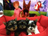 YORKSHİRE TERRİER BEBEKLER VONALP PET TORIUM GUVENCESİYLE