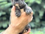 Blue sevdiğimiz doğrudur