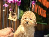 Mükemmel Kalitede Toy Poodle Yavrularımız