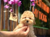 Mükemmel Kalitede Toy Poodle Yavrularımız