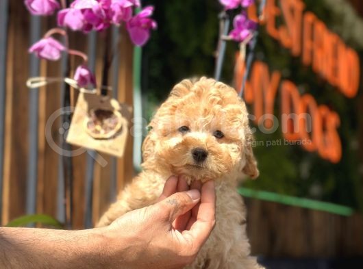 Mükemmel Kalitede Toy Poodle Yavrularımız görsel