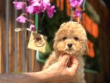 Mükemmel kalitede toy poodle yavrularımız