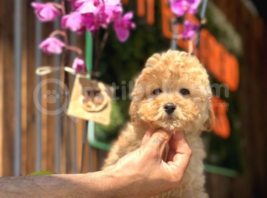 Mükemmel Kalitede Toy Poodle Yavrularımız