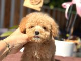 Orjinal Teacup Poodle Yavrularım