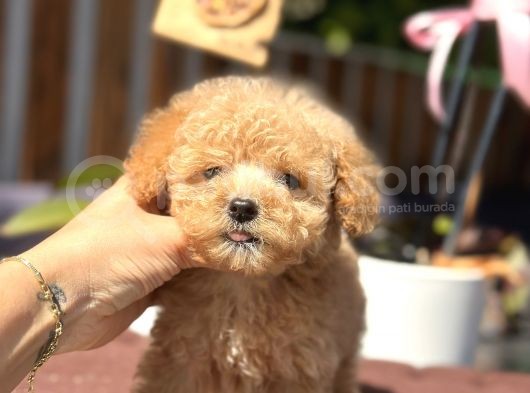Orjinal Teacup Poodle Yavrularım görsel