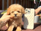 Orjinal Teacup Poodle Yavrularım