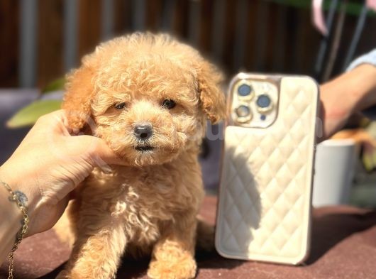 Orjinal Teacup Poodle Yavrularım görsel