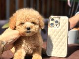 Orjinal Teacup poodle yavrularım