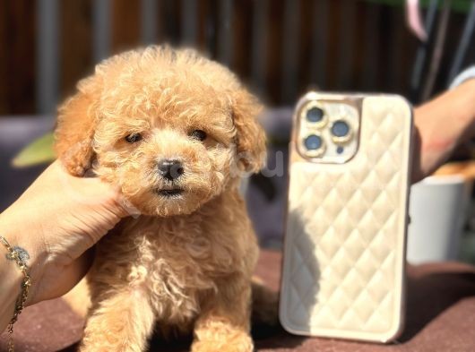 Orjinal Teacup Poodle Yavrularım